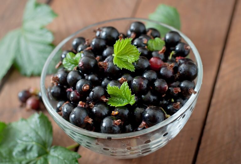 Ribes nero